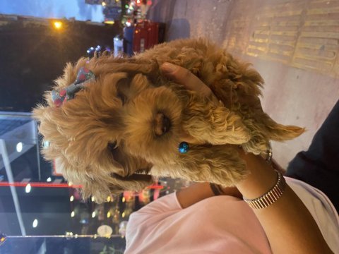 Güzel poodle bebek yeni yuvasını arıyor