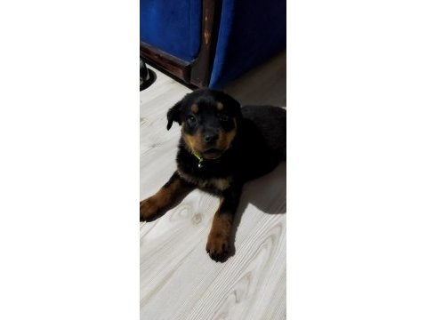 Safkan yavru rottweiler acil