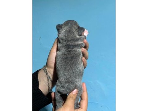 French bulldog yavrularımız ırk garantilidir