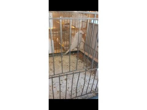 Uyguna renk güzeli takımlar yerinde gelip görebilirsiniz kuş