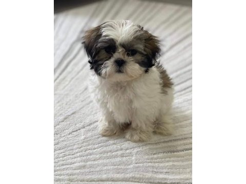 Üst kalite shih tzu yavrularımız