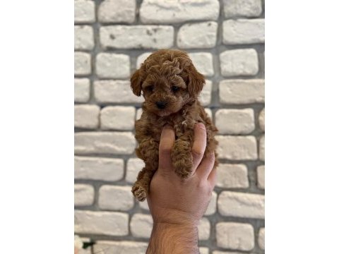 Orijinal garantili toy poodle red brown