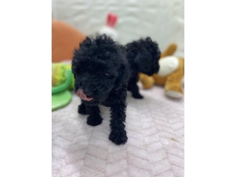 2 aylık siyah inci poodle bebekler