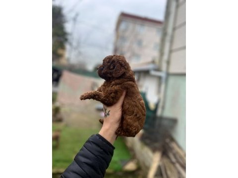 Kore dark red poodle bebekler