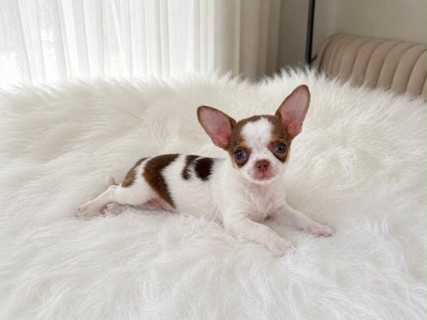 Wc eğitimli mini boy chihuahua