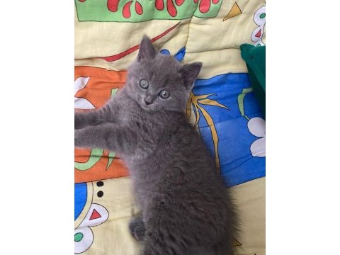 British shorthair çok tatlı yavrular