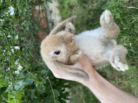 Hollanda lop ve hollanda mini lop tavşanlar