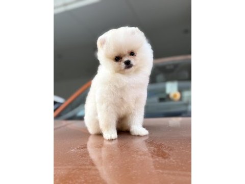 A class üst düzey pomeranian yavrular