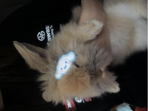 Tavşan lop