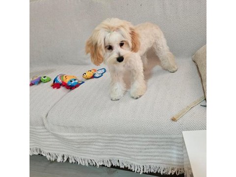 Yurt dışı sebebi kaynaklı maltipoo sahiplendirme
