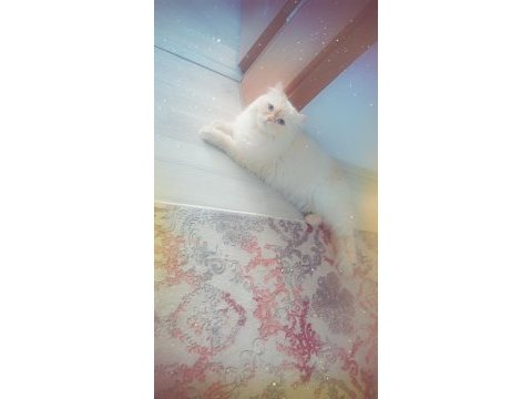British shorthair beyaz