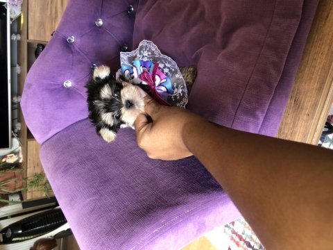 Extreme morkie mini kız