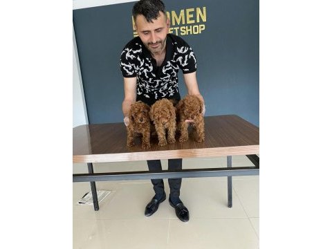 Exlusive ret brown toy poodle yavrular wc eğitimli ankara