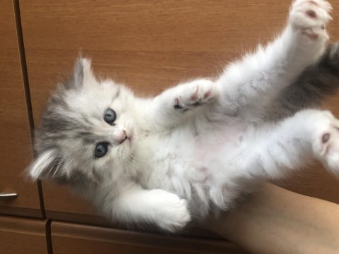 British longhair sağlıklı kaliteli yavrular