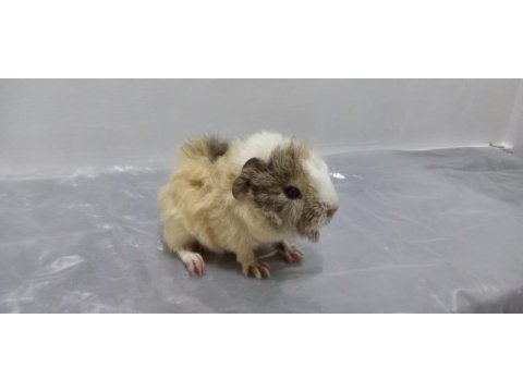 Guinea pig yavrular aynı gün set halinde teslim