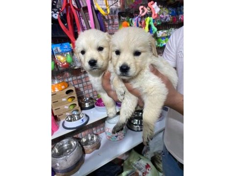 Bebek yüzlü golden retriever köpeklerimiz