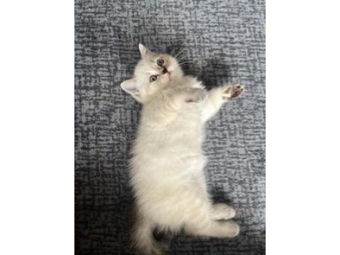 Dişi british shorthair yavrular
