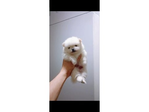 Pomeranian boo günlük