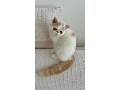 Delbırt erkek kedimiz lütfen arayarak bilgi alın