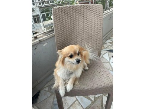 Çipine göre 4 yaşında aile köpeğimiz