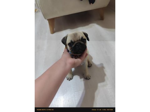 3 aylık yavru pug