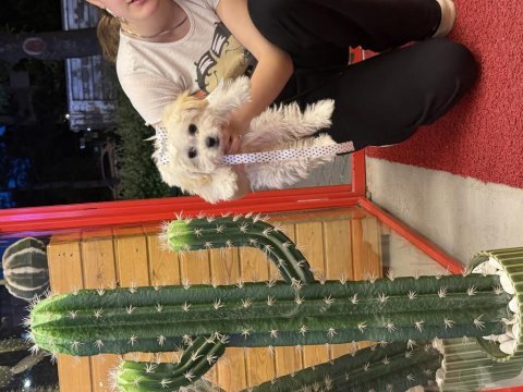 Teacup kore maltese bebeklerim