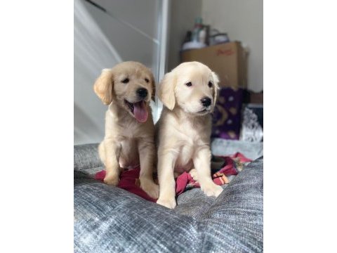 Muhteşem babyface golden retriever yavrular