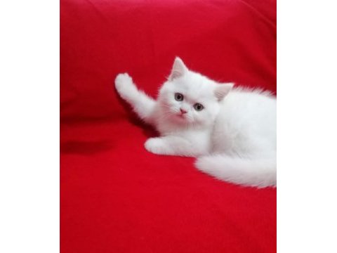 Son kalan dişi oyuncu bebeğim british shorthair