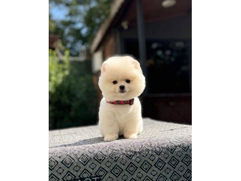 Bebek yüz pomeranian boo