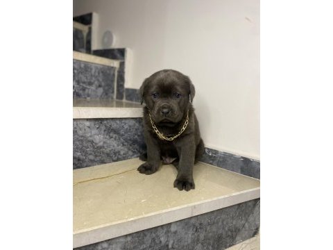 Basık burun cane corso bebekler
