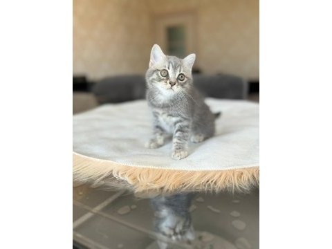 British longhair dişi