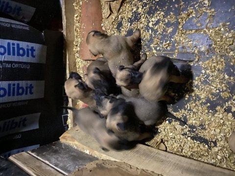 Malinois belçika kurdu yavruları safkan