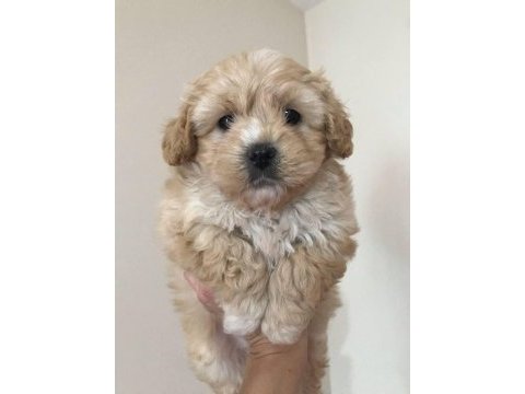 Orjinal kore kan büyümeme garantili maltipoo teacup