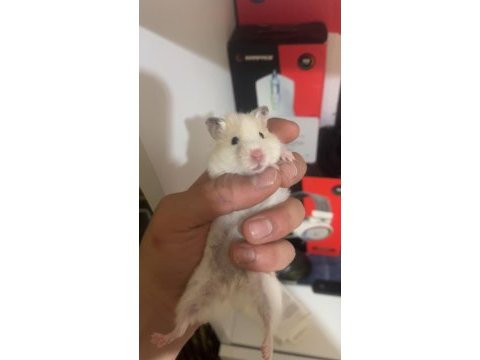 Suriye hamsteri bir erkek