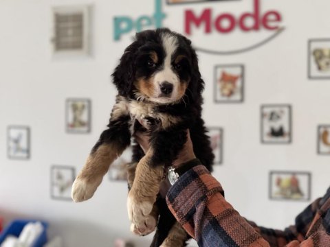 Petmode köpek çiftliğinden bernese yavrumuz