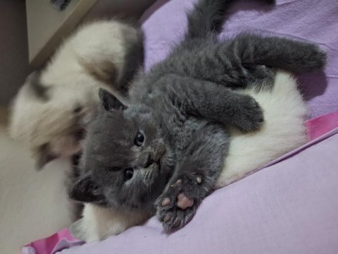 British shorthair bebeklerimiz