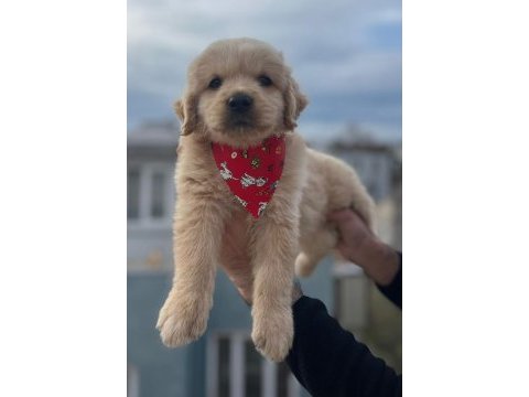 Baby face golden retriever yavrular