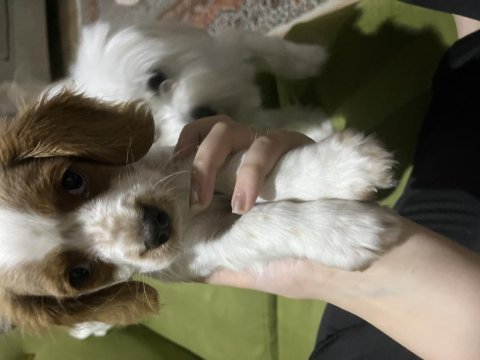 3 aylık cavalier king charles uyguna verilecektir