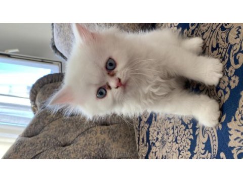 İran persian cinsi kedilerimi sahiplendiriyorum