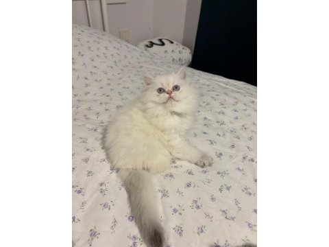 Safkan british longhair mavi göz erkek