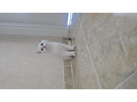 British shorthair golden point