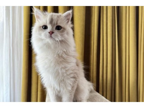 Krem rengi british longhair