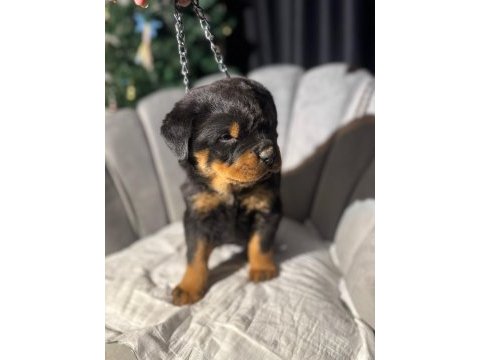 Gerçek macar rottweiler koca kafa yavrular en iyisi