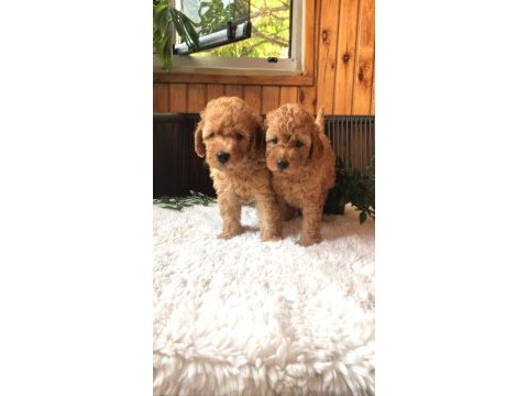 Toy poodle bebeklerimiz