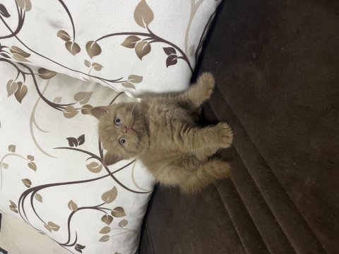 Cinnamon british shorthair