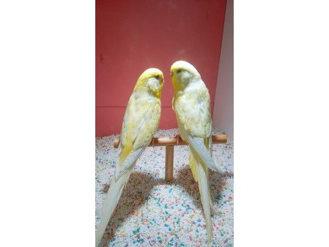 Evcil muhabbet kuşu hayvanlar