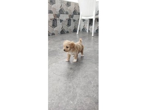 Maltipoo bebekler
