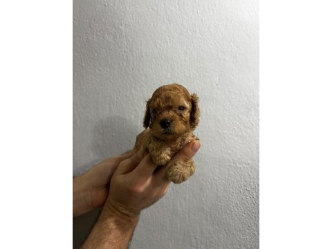 Toy poodle yavrular ırk sağlık garantili