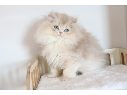 Safkan ay11 pofuduk british longhair