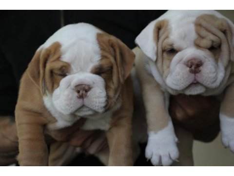 Sitenin en renkli bulldog yavruları